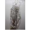 Salix Corylus