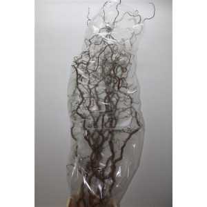 Salix Corylus