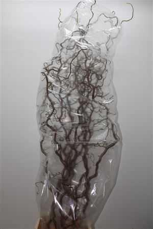 Salix Corylus