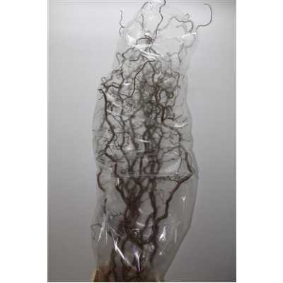 Salix Corylus