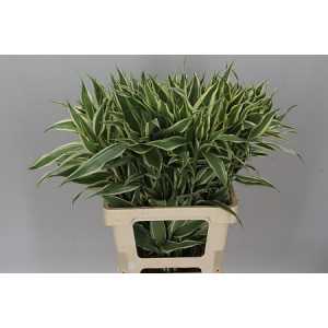 Sanderiana White/green