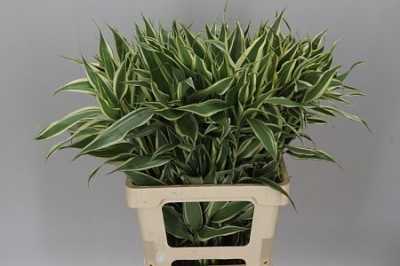 Sanderiana White/green