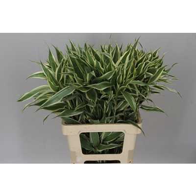 Sanderiana White/green
