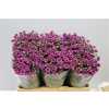 Sant Calimero Dark Pink