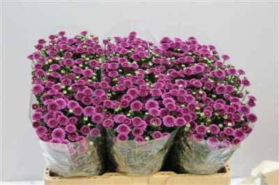 Sant Calimero Dark Pink
