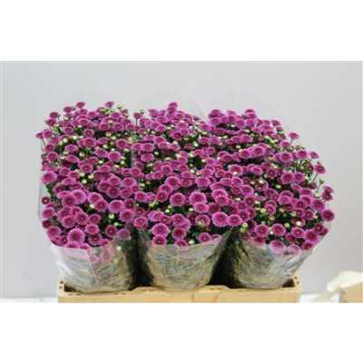 Sant Calimero Dark Pink