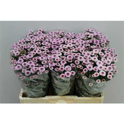 Sant Calimero Pink