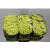 Sant Country Lime
