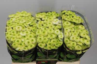 Sant Country Lime