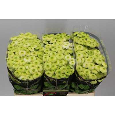 Sant Country Lime