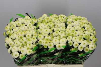 Sant Doria White