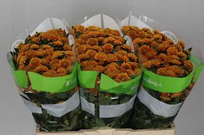 Sant Ellison Orange