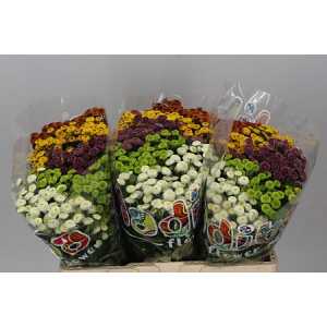Sant Mad Pomp Mixed
