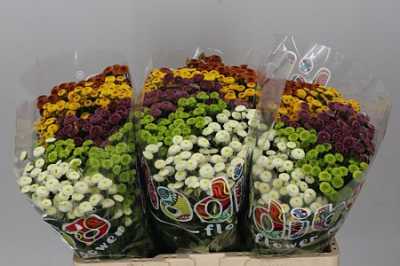 Sant Mad Pomp Mixed