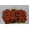 Sant Mad Pomp Orange