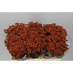 Sant Mad Pomp Orange