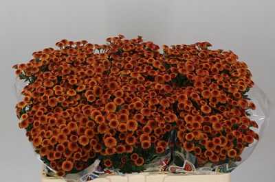Sant Mad Pomp Orange