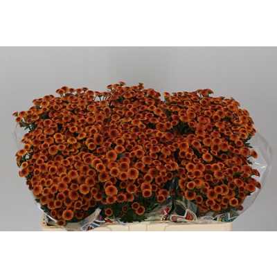 Sant Mad Pomp Orange