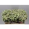 Sant Mad Pomp White Kayli