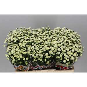 Sant Mad Pomp White Kayli
