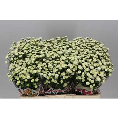 Sant Mad Pomp White Kayli