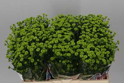 Sant Madiba Brits Green