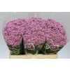 Sant Madiba Pink