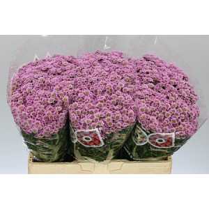 Sant Madiba Pink