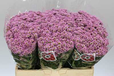 Sant Madiba Pink