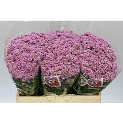 Sant Madiba Pink