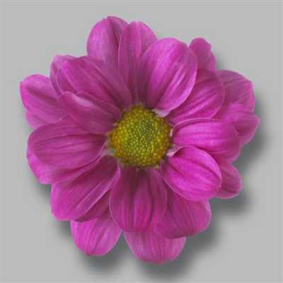 Sant Ov Dark Pink