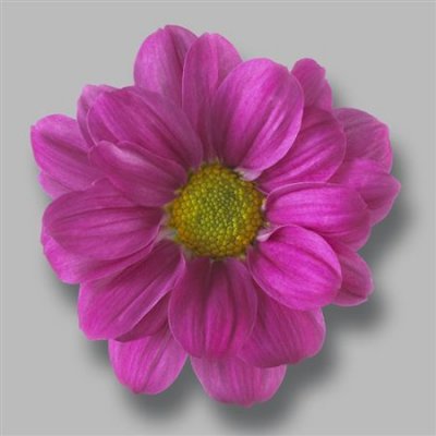 Sant Ov Dark Pink