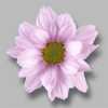 Sant Ov Rose
