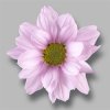 Sant Ov Rose