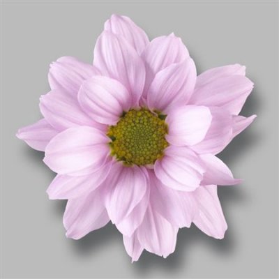 Sant Ov Rose