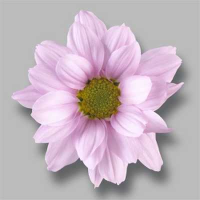 Sant Ov Rose