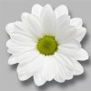 Sant Ov White