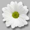 Sant Ov White