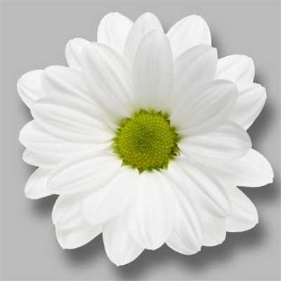 Sant Ov White