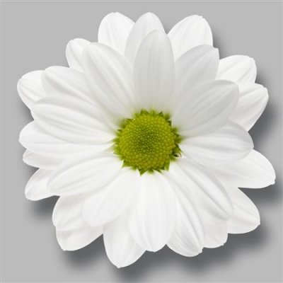 Sant Ov White