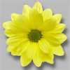 Sant Ov Yellow