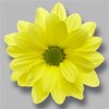 Sant Ov Yellow