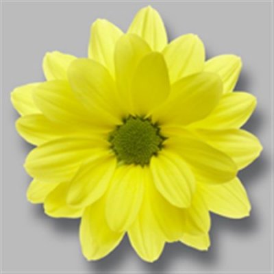 Sant Ov Yellow