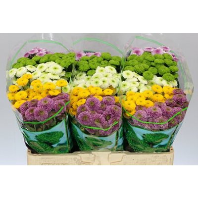Sant Pompom Mix