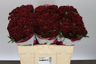 Sant Purpetta Red