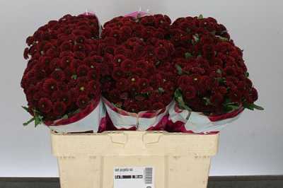 Sant Purpetta Red