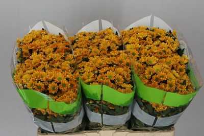 Sant Rossi Orange