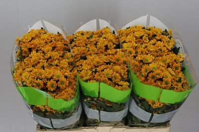 Sant Rossi Orange
