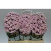 Sant Rossi Pink