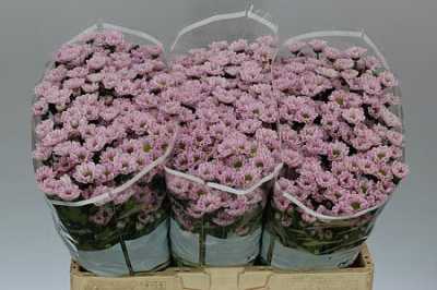 Sant Rossi Pink
